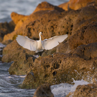 Snowy Egret