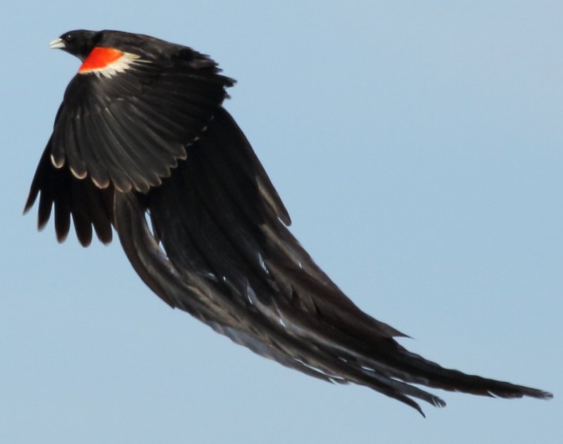 Long-tailed Widowbird