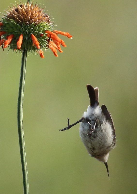 White bellied Sunbird (f)