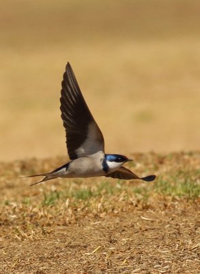 White-throated Swallow