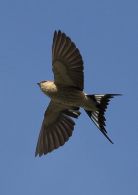 Greater Striped Swallow