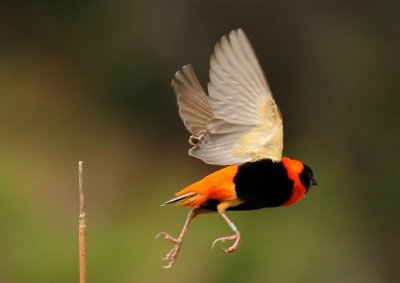 Southern Red Bishop