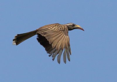 African Grey Hornbill