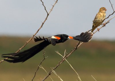 Long-tailed Widowbirds