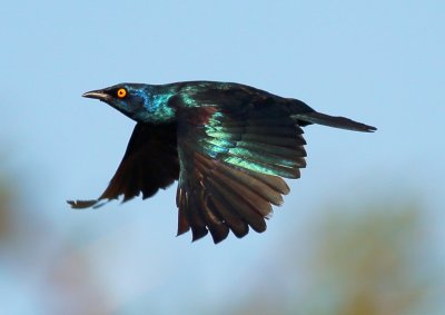 Cape-glossy Starling