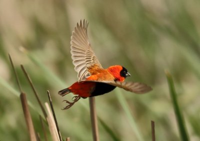 Southern Red Bishop