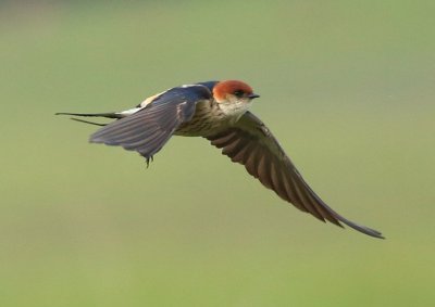 Greater Striped Swallow