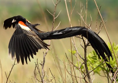 Long-tailed Widowbird