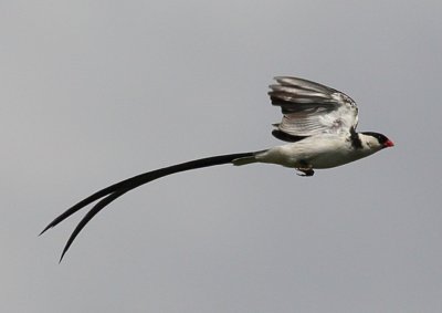 Pin-tailed Whydah