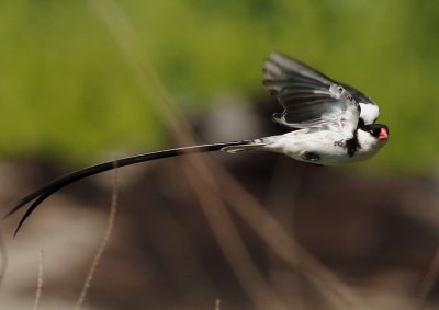 Pin-tail Whydah