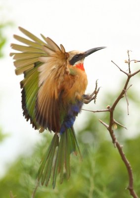 White-fronted Bee-Eater