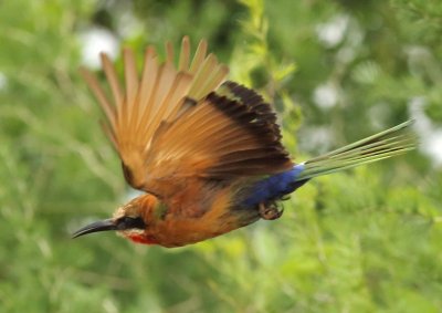 White-fronted Bee-eater