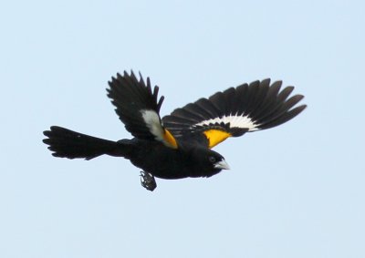 White-winged Widowbird