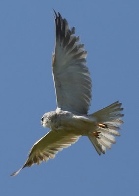 Black-shouldered Kite