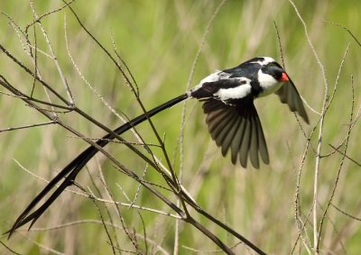 Pin-tailed Whydah