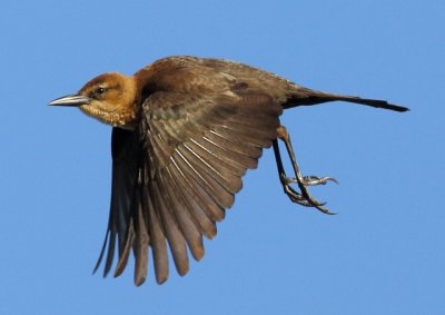 Great-tailed Grackle (F)