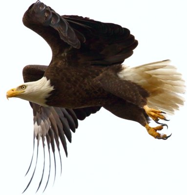 Bald Eagle