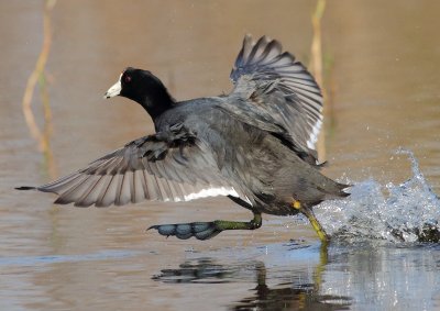 American Coot