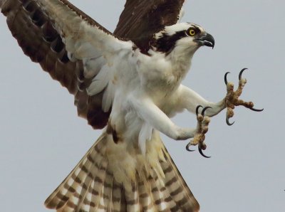 Osprey1a.JPG