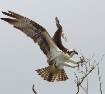 Osprey2.JPG