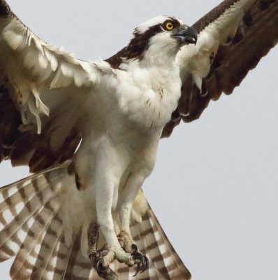 Osprey3a.JPG