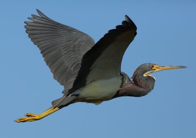 Tri-colored Heron