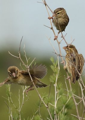 Dusky Indigobirds f