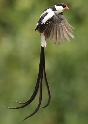 Pin-tailed Wydah