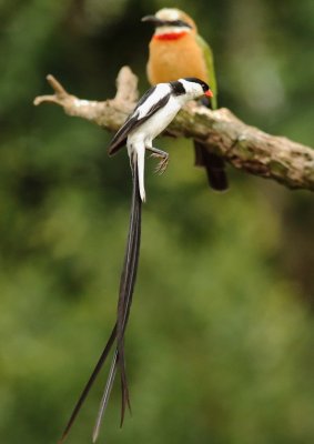 Pin-tailed Wydah