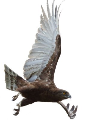 Brown Snake-Eagle