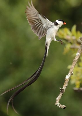 Pin-tailed Wydah