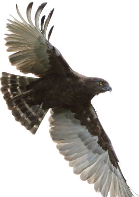 brown_snake-eagle