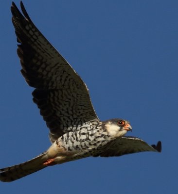 Amur Falcon (f)