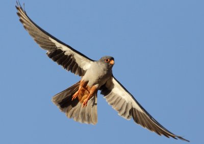 Amur Falcon (m)