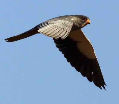 Amur Falcon (m)