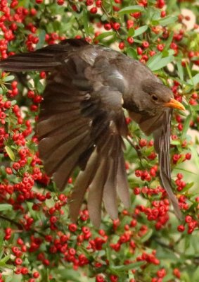 Karoo Thrush