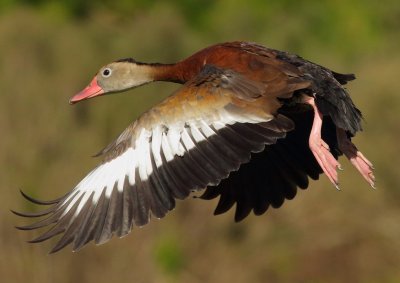 Black-bellied Whistling-Duck2.jpg