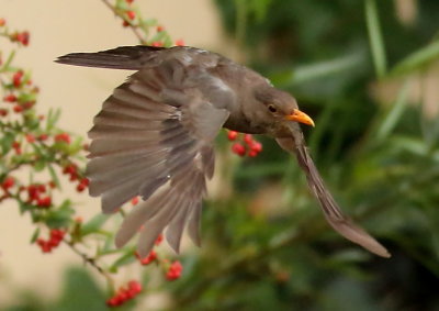 Karoo Thrush