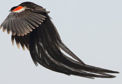 long-tailed_widowbird