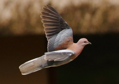 Laughing Dove