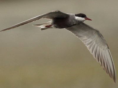 Whiskered Tern