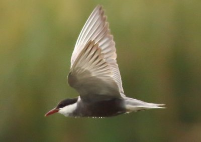 Whiskered Tern