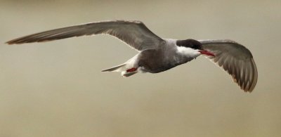 Whiskered Tern