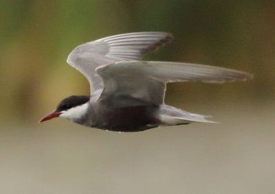 Whiskered Tern