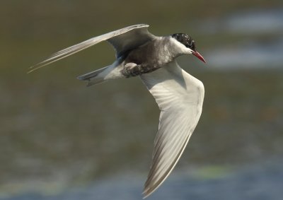 Whiskered Tern