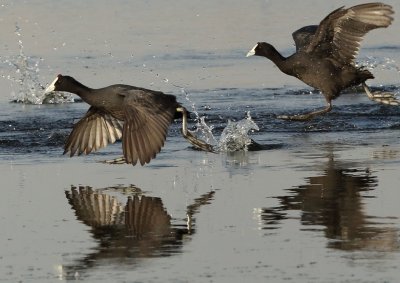 Red-knobbed Coots