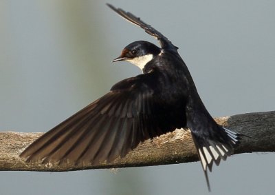 Barn Swallow