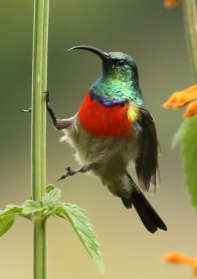 Greater Double collard Sunbird