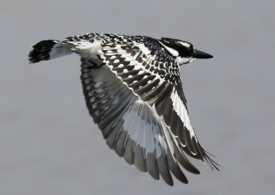 Pied Kingfisher