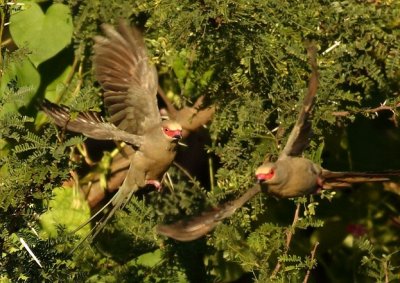 Red faced Mousebird